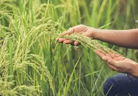 B.Tech Agricultural Admission Eligibility